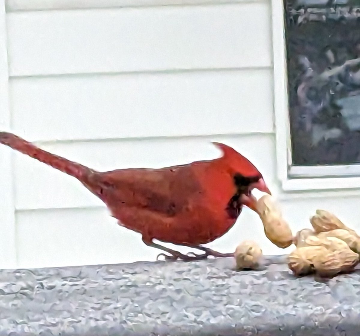 Cardinal visitor.