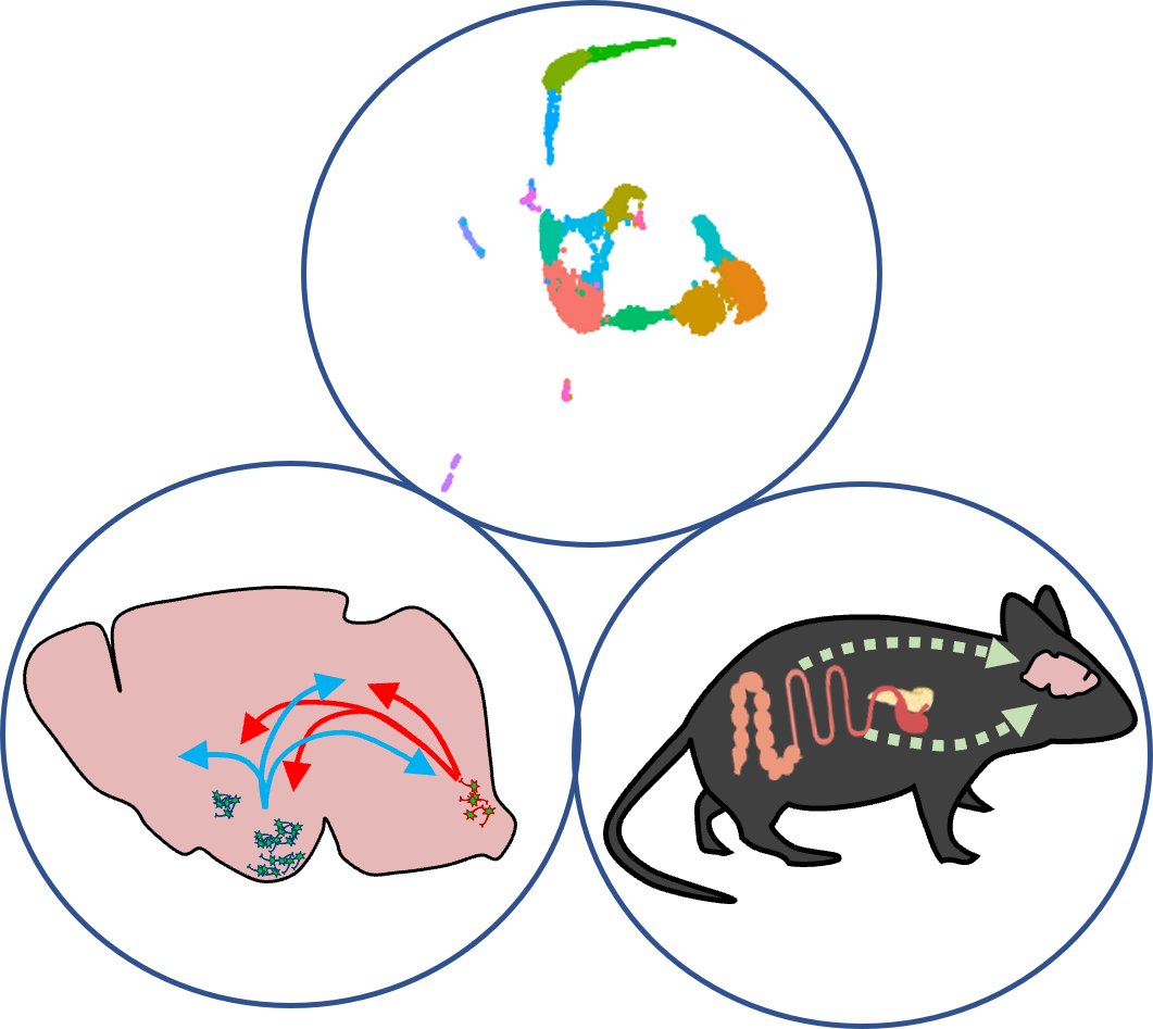 Alice Adriaenssens (@a_adriaenssens) on Twitter photo 🧠#Postdoc Opportunity! 🧠
*Application deadline 27Feb23*
Come and join the Adriaenssens lab, where we explore the role of the gut-brain axis in cardiometabolic disease!
ucl.ac.uk/work-at-ucl/se… 🧠#Postdoc Opportunity! 🧠
*Application deadline 27Feb23*
Come and join the Adriaenssens lab, where we explore the role of the gut-brain axis in cardiometabolic disease!
ucl.ac.uk/work-at-ucl/se…