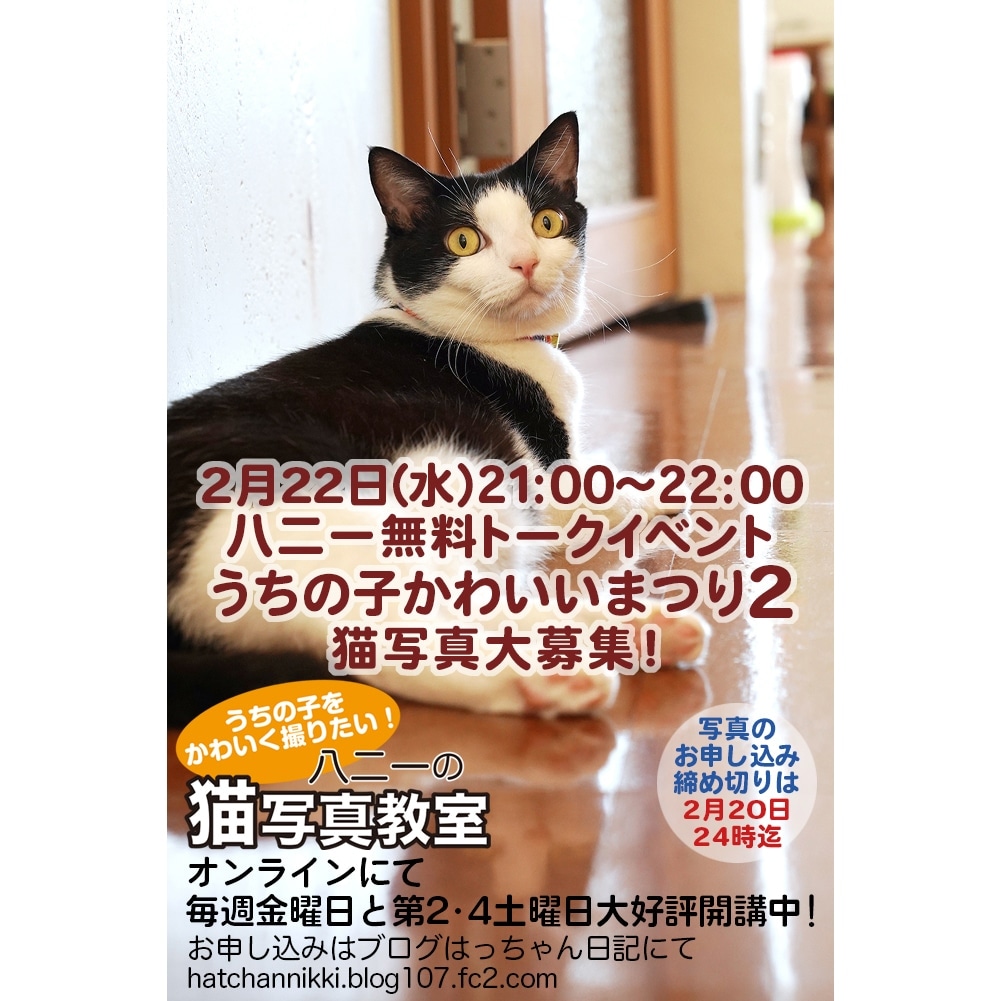 全国総量無料で 猫のはっちゃん日記 等身大ぬいぐるみ hathi asakusa