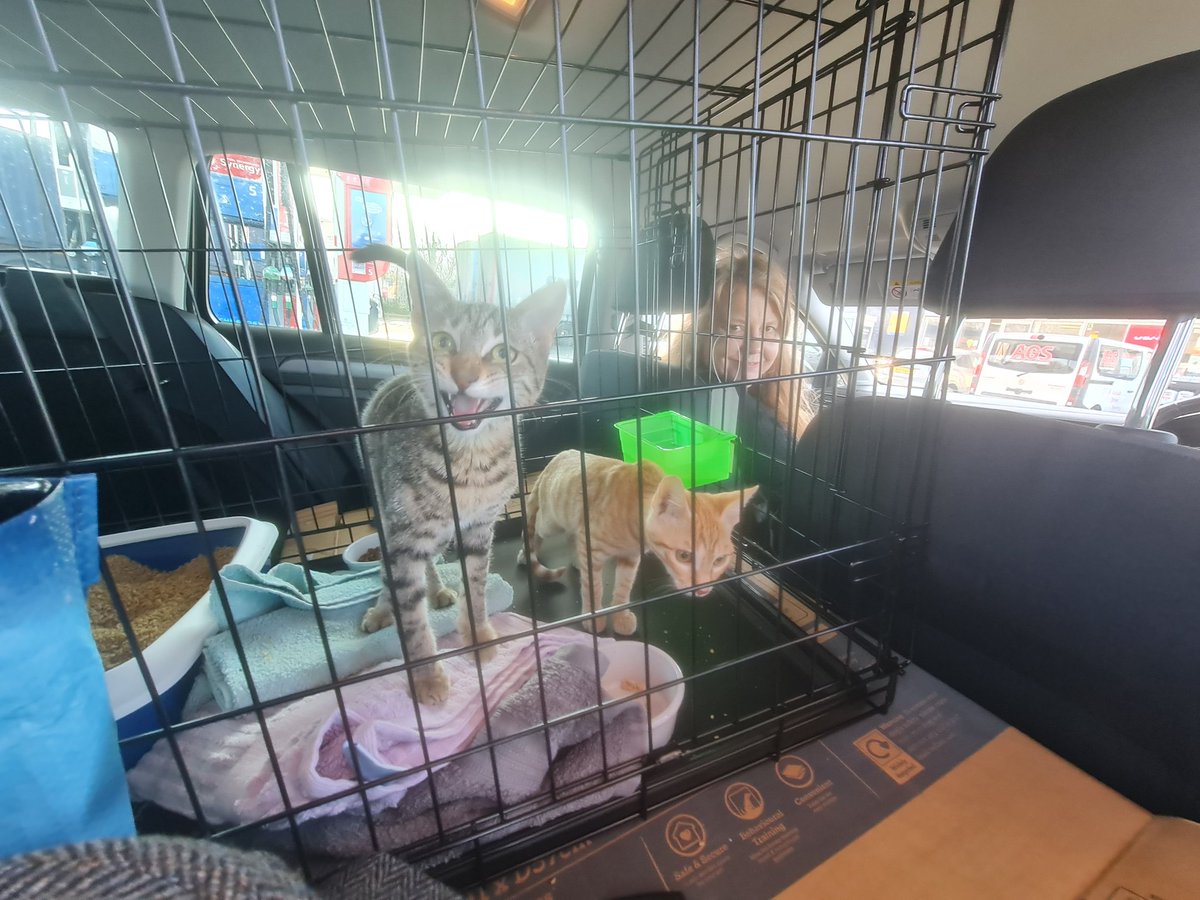 On our way home Scotland's newest citizens, Lyla and Clyde!
#AdoptDontShop #newscots