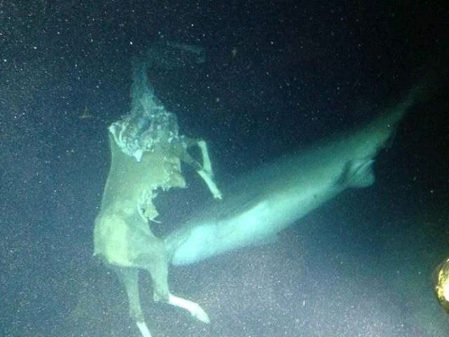 CursedCreepy's tweet photo. .

#cursed #creepy #unnervingimages #dreadful #cursedimages #scary #creepyart #cursedimage #weirdcore https://t.co/XxkW3NFO1n