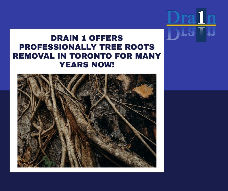 Drain1Plumbers's tweet photo. For many years, Drain 1 has provided expert tree root removal in Toronto. Do not hesitate to contact us if you have found any issues with your underground plumbing system. Request a free quote from Drain 1 right away: https://t.co/q4pngx1ZnO https://t.co/x8HAzYgNFW