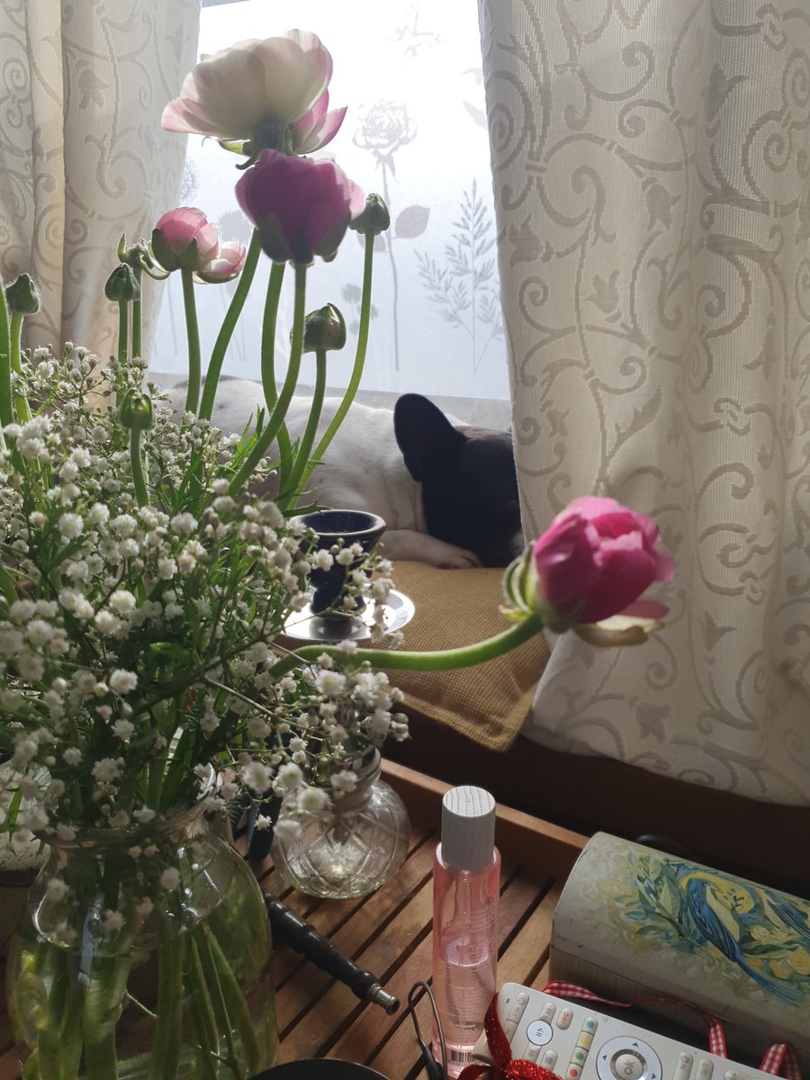JolandaDaThesta's tweet photo. #ZivaJulliet Julliet sleeping on the #windowsill #Ranonkel beautiful flowers my favorite 💕 https://t.co/P4xOd757zI