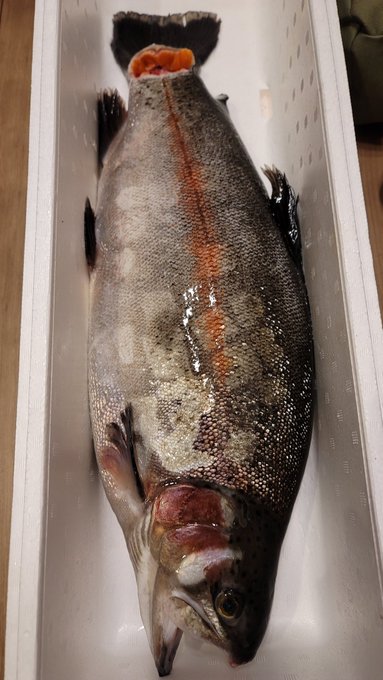 友人の釣ったマスでかすぎだろ 