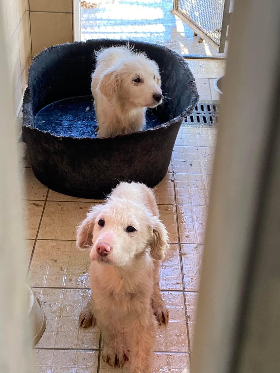 oipalaquila's tweet photo. URGENTE! Sono 6 in totale. Recuperati in condizioni pietose e pieni di rogna.
A breve verranno trasferiti in un canile lontano e perderemo le loro tracce. 
Siamo l’unica possibilità che hanno per essere salvati.
Arrivano nel centro e nord Italia
📞3470079297 (solo mess whatsapp) https://t.co/iwrHvS7c43