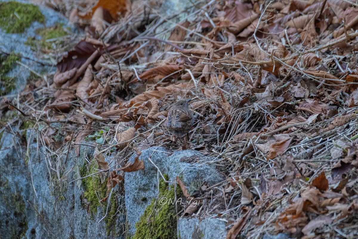 NA_7gi's tweet photo. カヤクグリ　
Japanese accentor

警戒心がかなり高い子でした。

見れば見るほど落ち葉🍂

#過去pic　#tb　#tbt
#写真　#photography 
#風景　#landscape
#自然　#nature
#野鳥　#bird 
#カヤクグリ　#accentor
#富士フイルム　#fujifilm
#velvia
#ぜひ横画面で📱⤵︎ https://t.co/4CBVQbomm5