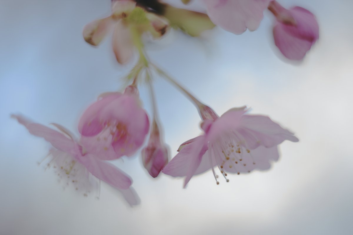 taqx27's tweet photo. #PENTAX
#whithSIlKPIX
#梅の花 
#plumblossom 
#hellios44 https://t.co/qJmHJEgKRV