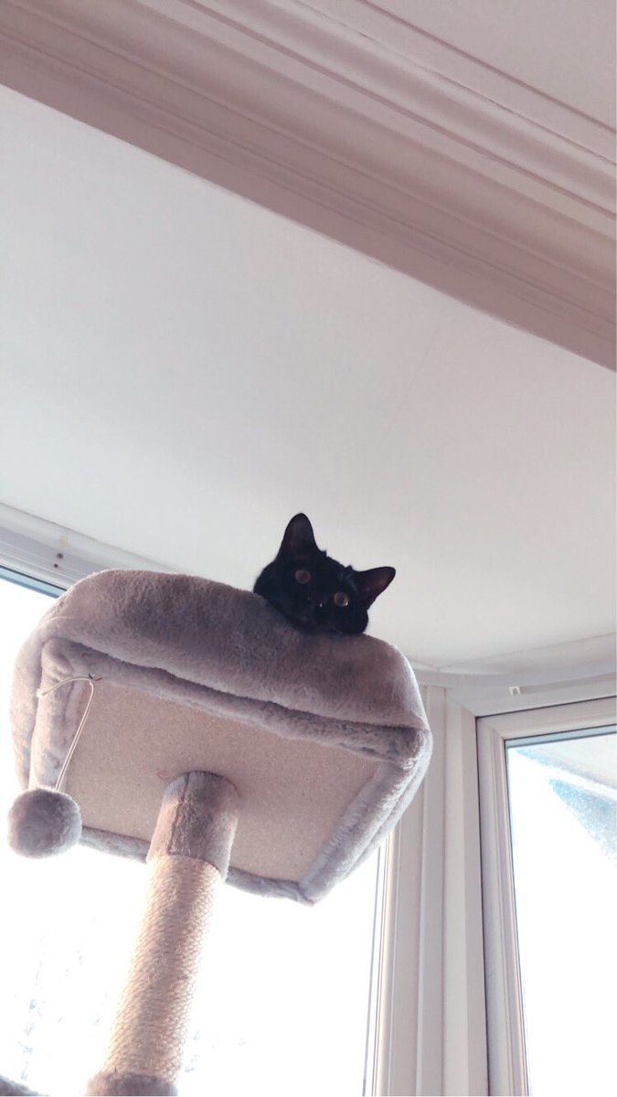 MutinyKas's tweet photo. @milk_g0re My baby girl Luna 🥹💖 https://t.co/EvvO6tm7nb