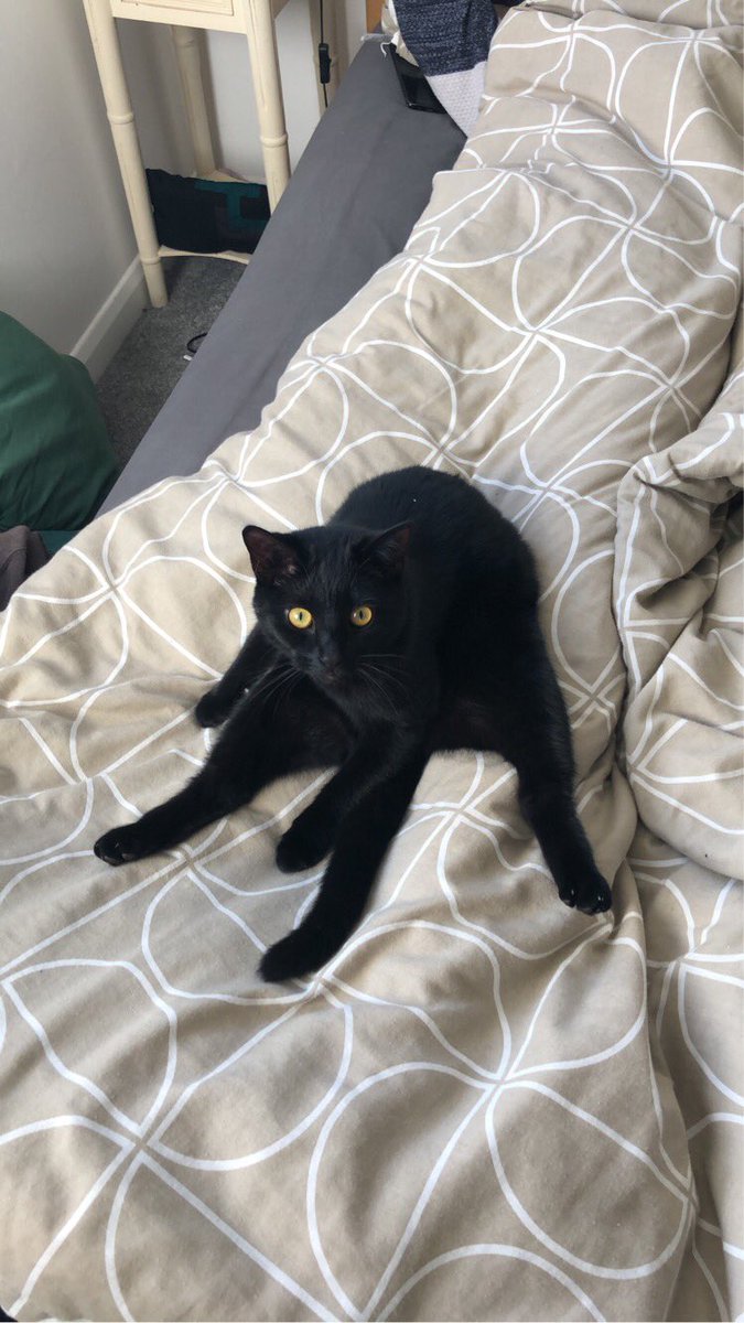 MutinyKas's tweet photo. @milk_g0re My baby girl Luna 🥹💖 https://t.co/EvvO6tm7nb