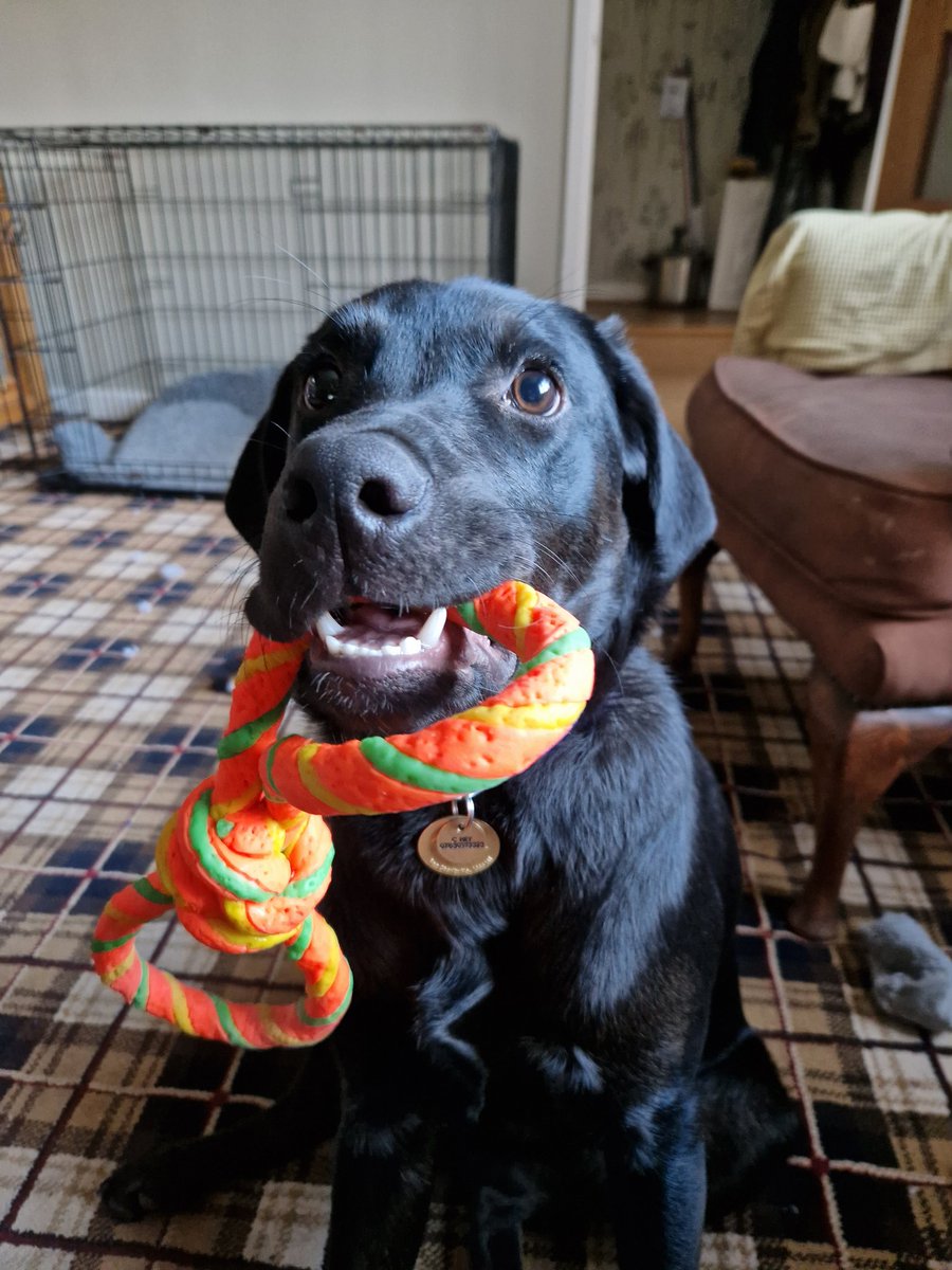 clh_67's tweet image. Time line cleanse 🥰
#DogsofTwittter 
#SupportDogs