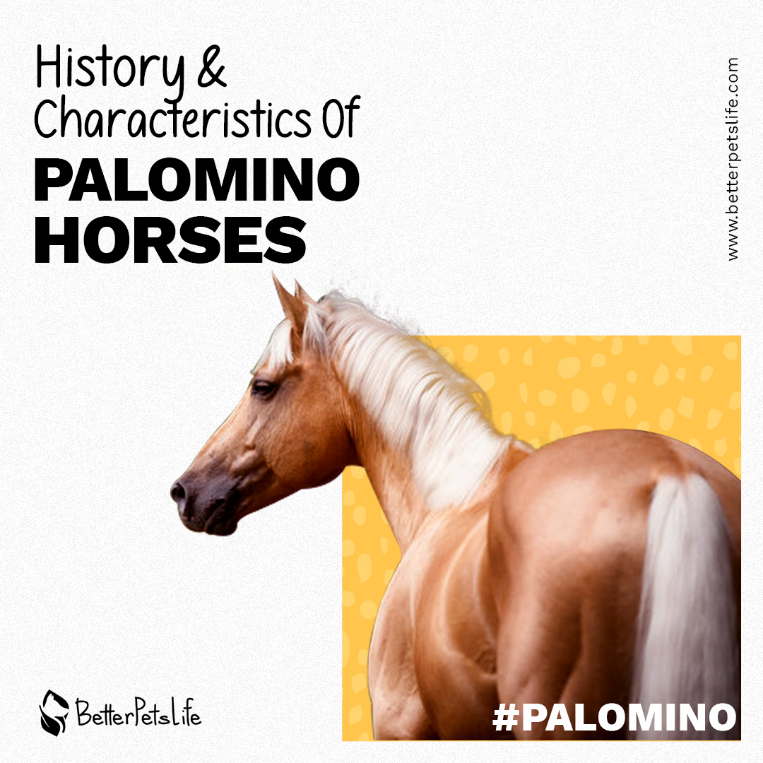 There are few horse breeds more striking than the Palomino. A Palomino horse’s many qualities extend far beyond its striking coat 🐎.
betterpetslife.com/palomino-horse…

#horselovers #pets #petlover #petlover #pethorse #Horses #instahorses #horsesofinsta #WednesdayMotivation #petlovers