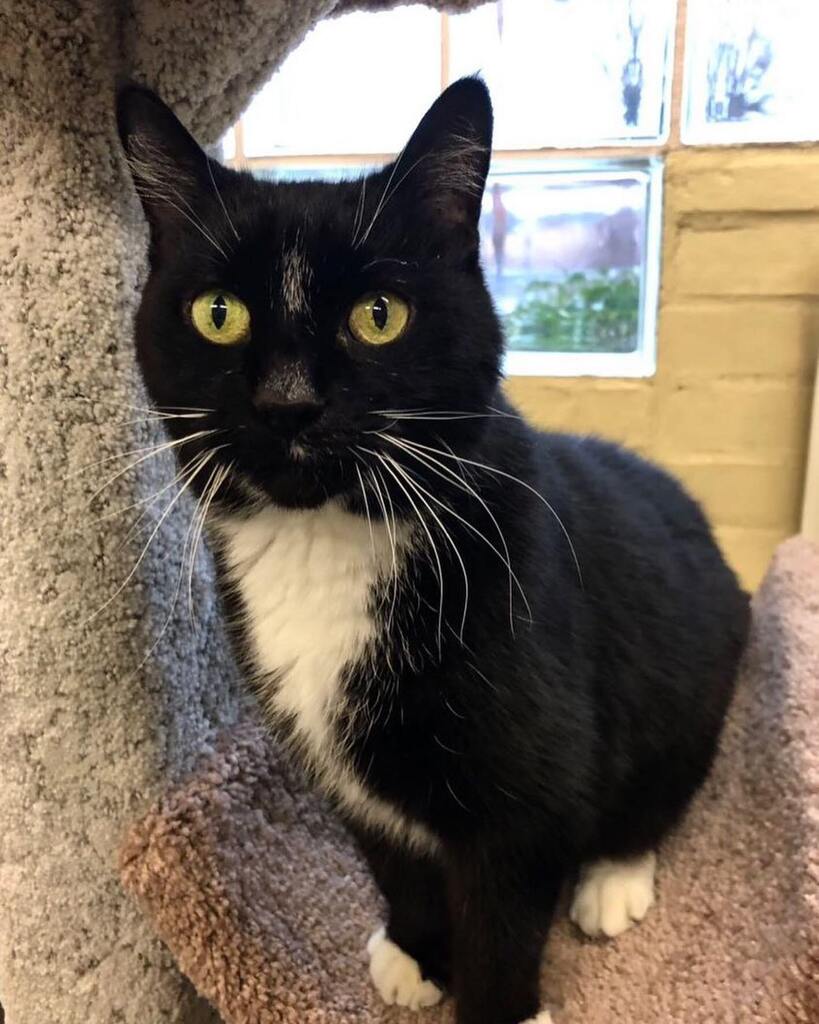 Happy Wednesday from adoptable Stella 😻 This cute black and white kitty loves treats and will crawl into your lap for pets and snuggles 🥰 #adoptme #stellathecat #newhavenanimalshelter #rescuecatsrock #newhaveninsta instagr.am/p/CortWHWLywU/