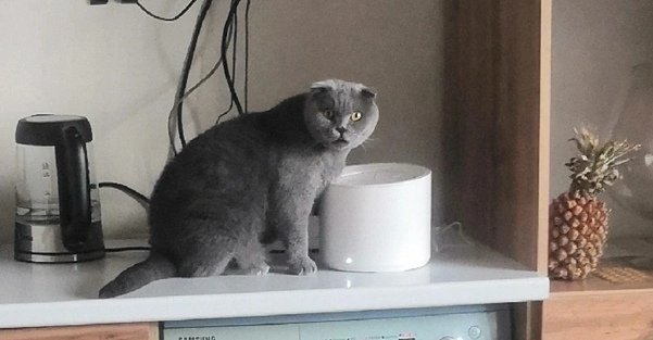 olyastepanova_'s tweet photo. А кот у родителей оказался старовером. Сначала у него появился стрессовый цистит от качественного соевого наполнителя (как сказал ветеринар - перемены вызывают у него стресс), а потом он решил, что чистая фильтрованная вода - отстой, кран - топ 🤦🏻‍♀️ https://t.co/OpMk5cspnA