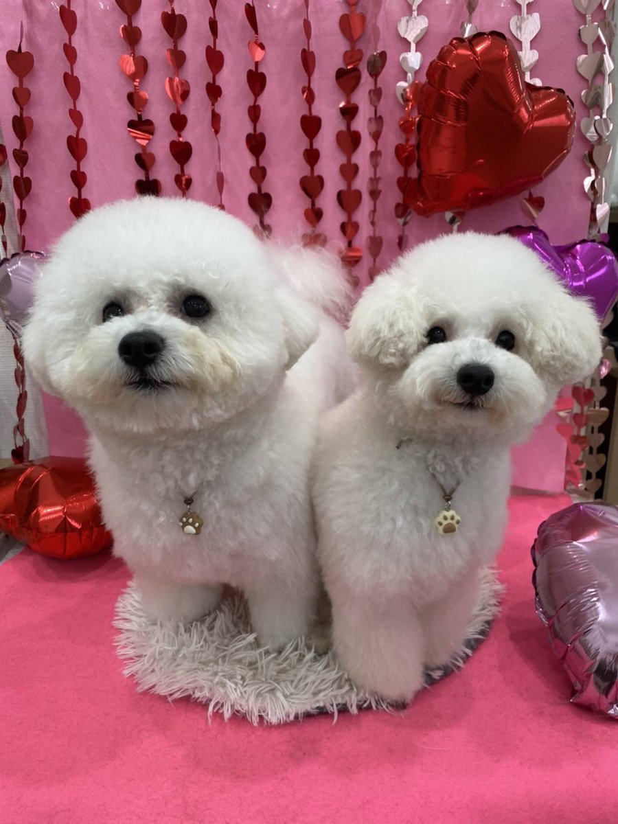 roy_stagram's tweet photo. トリミング行ってきました
#ビションフリーゼ
#ビビ
#トイプードル
#ルゥ https://t.co/0U13c4043E