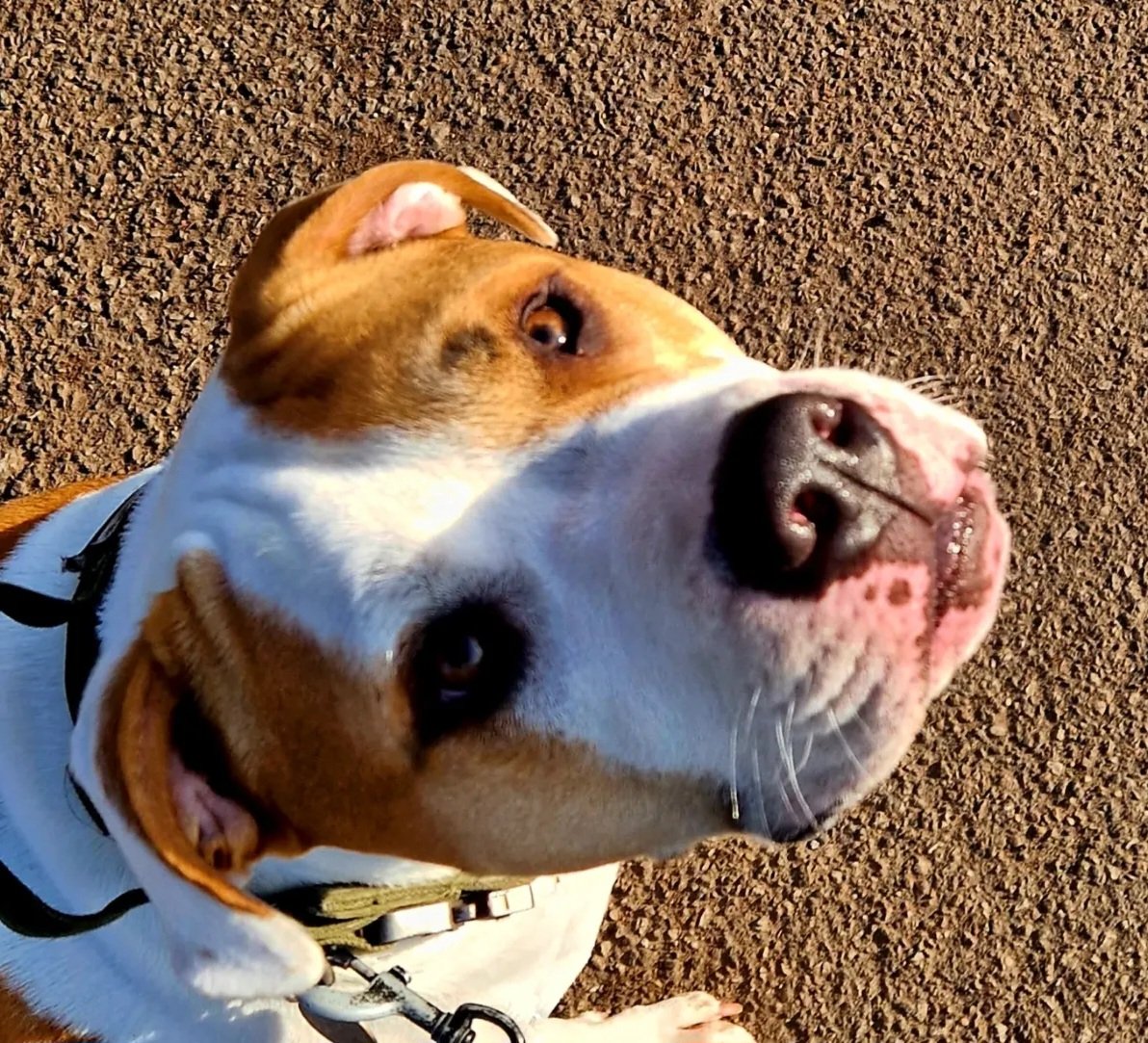 Daniel barnett tweet media