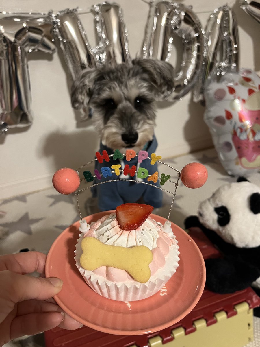 Key_is____U_T_A's tweet image. こちら今日のスペチャで
愛犬の名前は秀太くんから2文字頂いた名前ですと報告した、
&quot;うた &quot;です🥰
2歳になりました🎂🐾
#SSApp
#ミニチュアシュナウザー