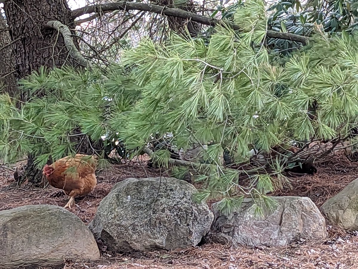 mmmadcccow's tweet photo. I can hardly see them but a bunch of the ladies are grubbing under the pine trees this morning. #LifeWithChickens https://t.co/FsGOQ3k819