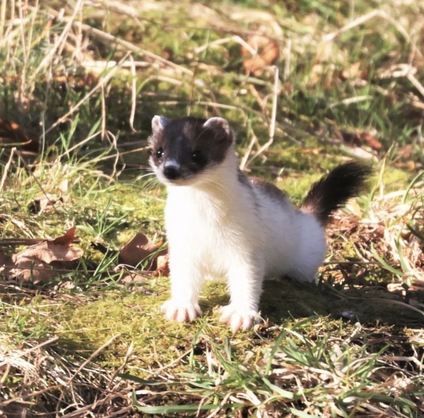 daily stoat! tweet media