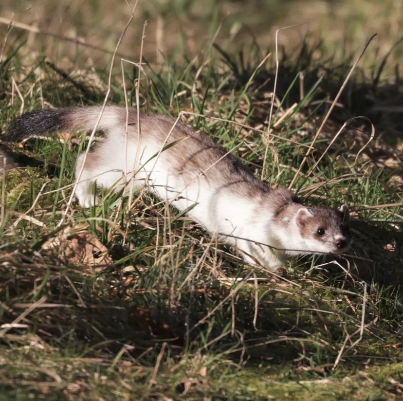 daily stoat! tweet media