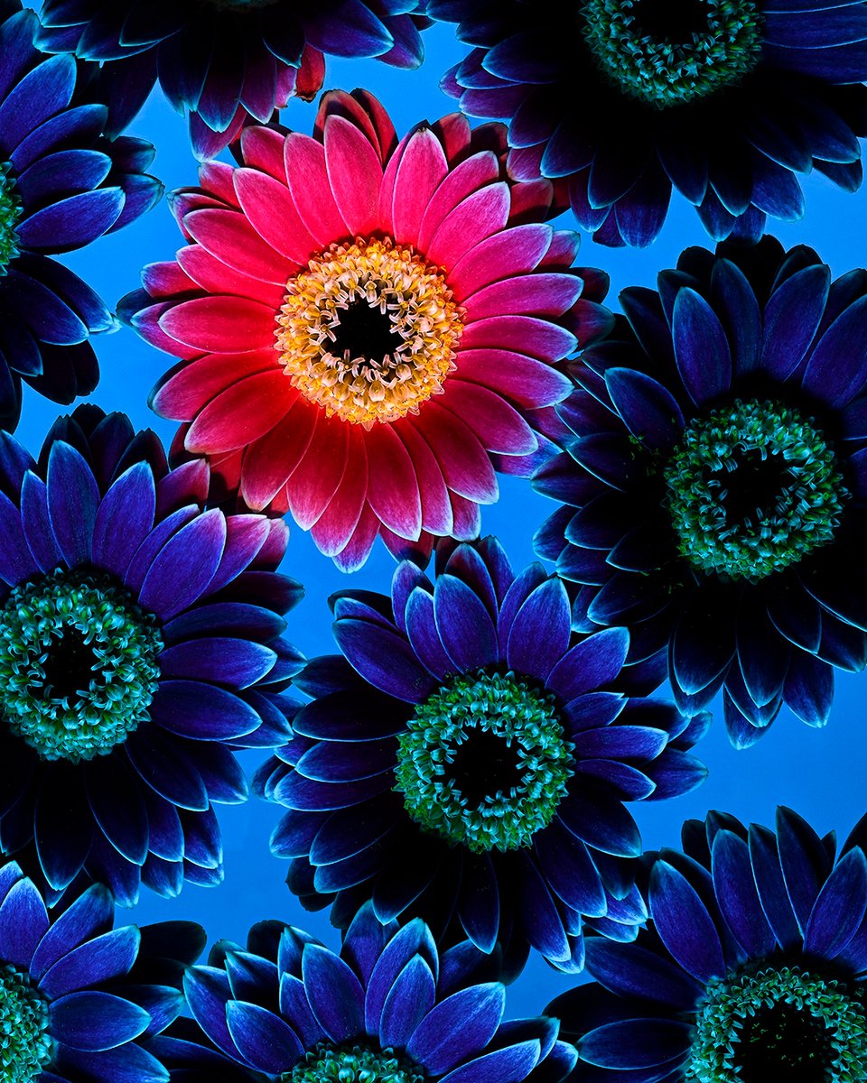 joeyterrill's tweet photo. The interaction of colors and the results that emerge when hues are blended is an endlessly fascinating part of photography.
Nikon Z7 | FTZ | PC-E Micro NIKKOR 85mm f/2.8D @NikonUSA #MirrorlessReinvented #CaptureTomorrow #NikonZ #Z7 #NikonNoFilter #Nikon #NikonAmbassador https://t.co/DXKRtnTn9g