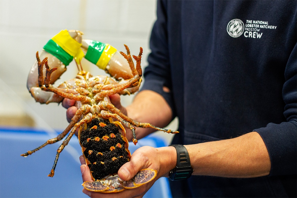 Thinking of what to do this half term
or when the weather isn't amazing?
Why not head over to the National Lobster Hatchery
and check out the amazing work they do!
You can walk around the educational area, have a look
into the maternity ward and check out the baby
lobsters!