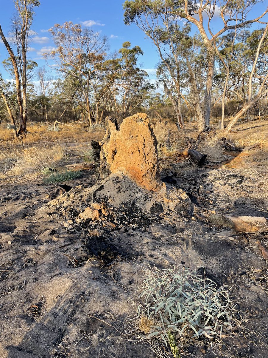 What sits in the middle of many of our large Eucalypts?
A hollow filled with a termite nest. Entire tree burnt in the ‘22 Corrigin fires, but for the termite nest.
#corriginfires