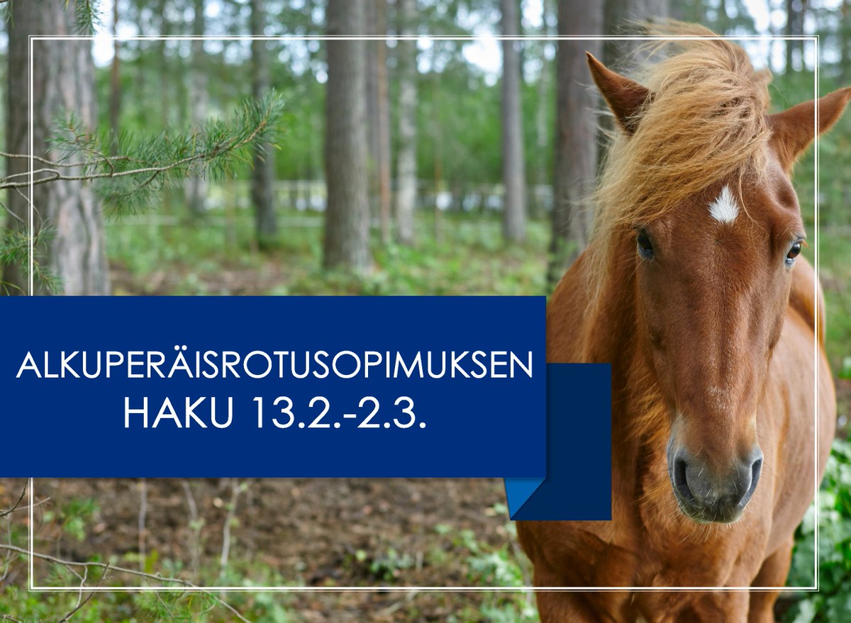 Alkuperäisrotusopimuksen haku on nyt käynnissä. Suomen alkuperäisrotuisia eläimiä ovat
📍 itä-, länsi- ja pohjoissuomenkarja
📍 suomenvuohi
📍 suomenlammas, ahvenanmaanlammas ja kainuunharmaslammas
📍 suomenhevonen
📍 maatiaiskanat ja -kukot.

Lue lisää: ruokavirasto.fi/tuet/maatalous…