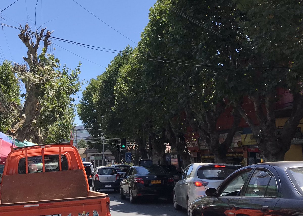 amoarbolurbano's tweet photo. Más encima, Chilquinta se permite esta joyita de “poda” de algunos de los árboles amenazados de la calle Blanco en Quilpué. ¿Por qué? ¿Para qué? ¿Con qué permiso? https://t.co/ohZYcBnoJf