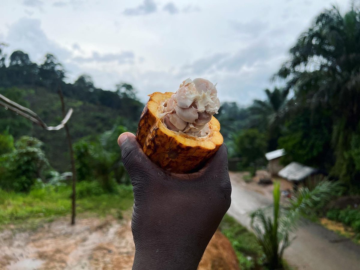 Coop_Amkeni's tweet photo. 🤩La récupérer des fèves de #cacao est une des premières étapes dans la fabrication du #chocolat 🍫
🤩The harvest of the #cocoa beans is one of the first steps in making #chocolate 🍫
#Instagram: https://t.co/uMCoeY2dBD

 #cocoafarm #sudkivu #sudkivu🇨🇩 #rdc #rdcongo #drc https://t.co/LdCGVoGYTA