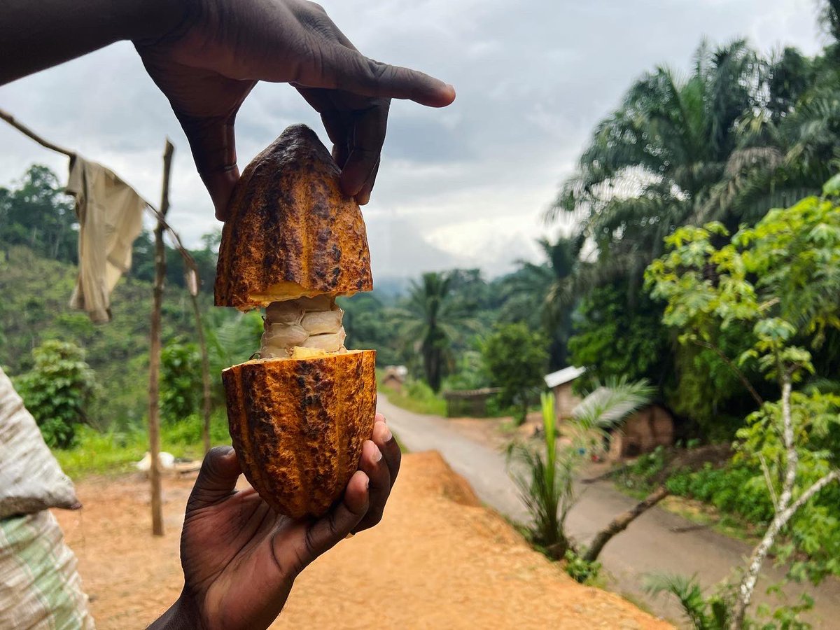 Coop_Amkeni's tweet photo. 🤩La récupérer des fèves de #cacao est une des premières étapes dans la fabrication du #chocolat 🍫
🤩The harvest of the #cocoa beans is one of the first steps in making #chocolate 🍫
#Instagram: https://t.co/uMCoeY2dBD

 #cocoafarm #sudkivu #sudkivu🇨🇩 #rdc #rdcongo #drc https://t.co/LdCGVoGYTA