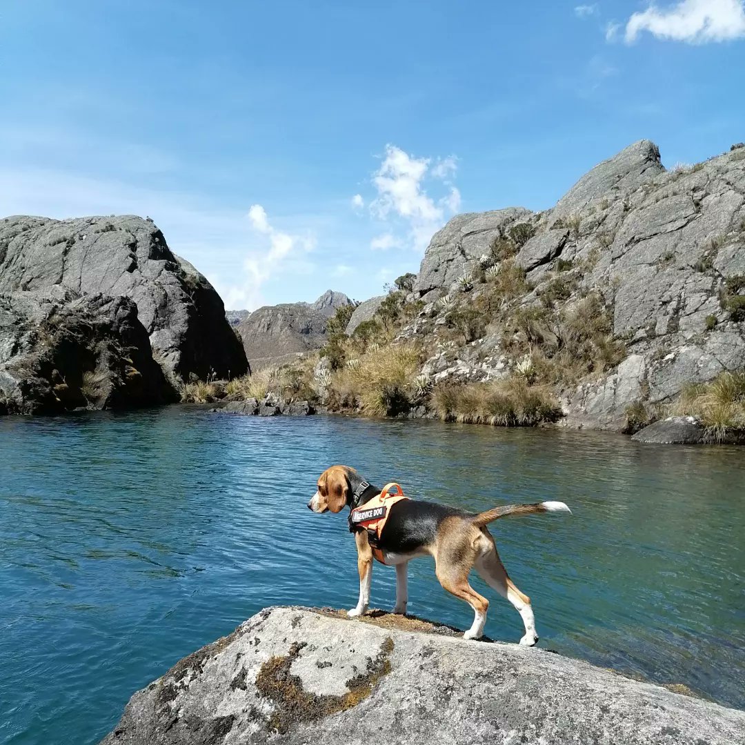 senderosmerida's tweet photo. Nuestro lugar favorito para pasar un fin de semana de #relax en #Gavidia, y a nuestra #mascota #HoneyBeagle le encanta
#SenderosMerida #Merida #Venezuela #Turismo #MeridaPreciosa #SomosMerida @sierranevadam https://t.co/SKJXx9zkNQ