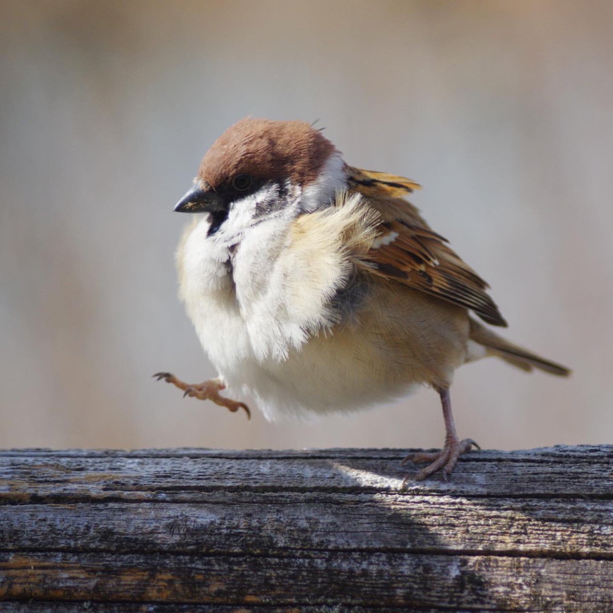 スズメの一歩

#雀 #スズメ #すずめ #sparrow #鳥 #小鳥 #野鳥 #スズメギャラリー #スズメ写真集 #bird https://t.co/DHKgoI69wM