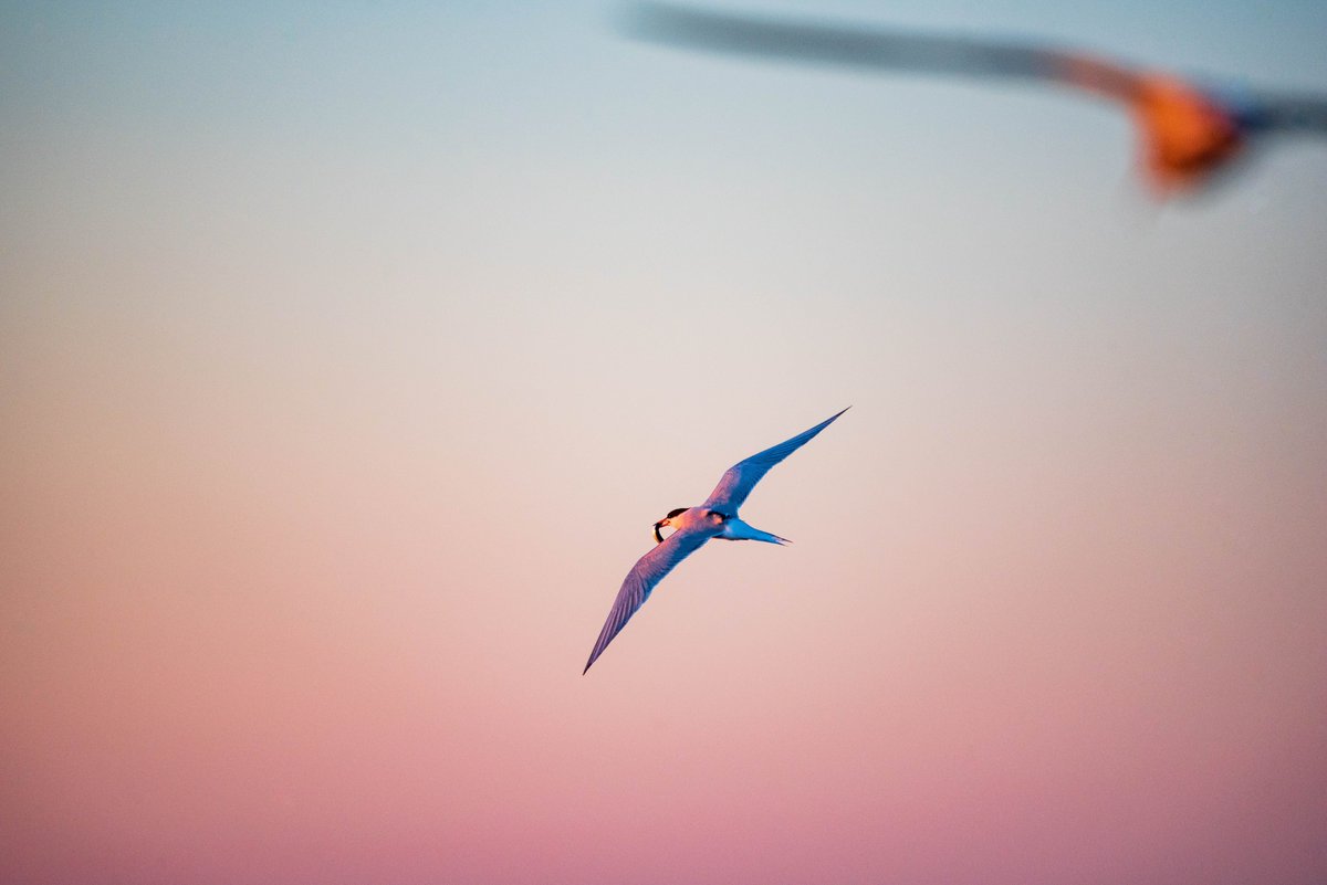 Know a cool undergrad who might want to work with the Furey Lab on seabird prey selection this summer? 

Encourage them to apply here:
seagrant.unh.edu/fellowships/do… 

photo: <a href="/timbriggsphoto/">Tim Briggs</a>
