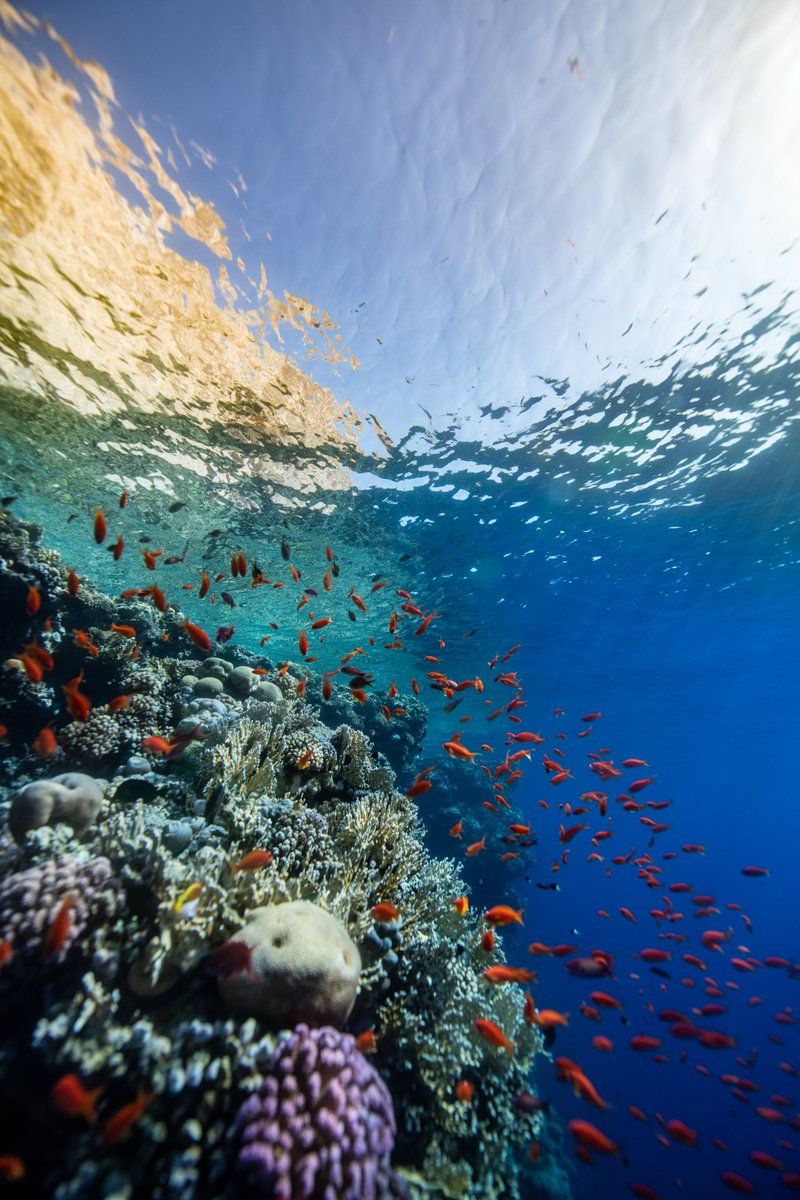 LewisPughFDN's tweet photo. It doesn’t matter how many times you see them, a healthy coral reef will always take your breath away 🌊🪸✨ https://t.co/MgJ31o7gss