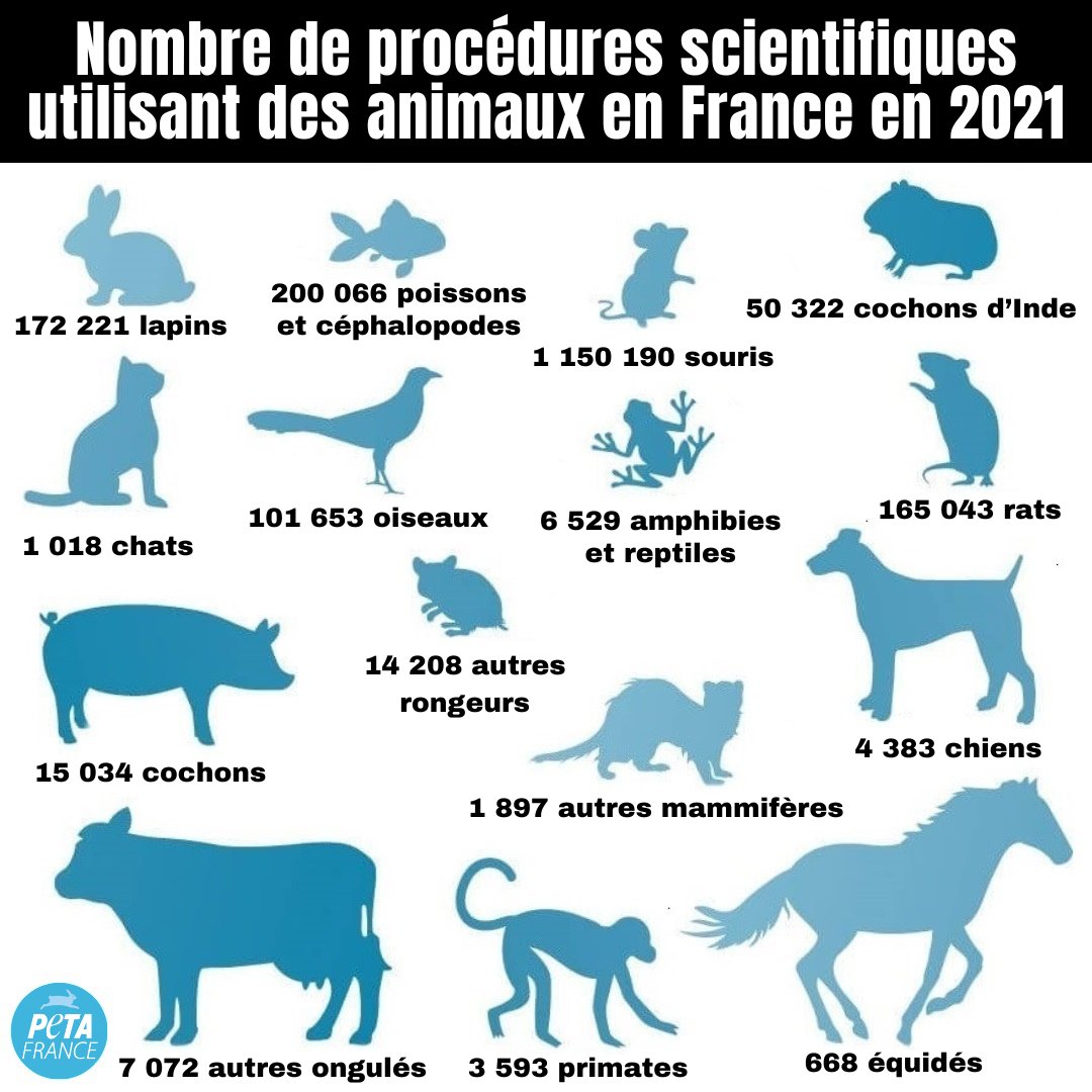 Scandaleux ! Les tests sur les animaux en France ont augmenté de 15 % avec presque 1,9 million de procédures réalisées en 2021 !

Ces chiffres glaçants ne prennent pas en compte les animaux de la chaîne d’approvisionnement des labos qui ne sont pas utilisés dans des tests. 💉