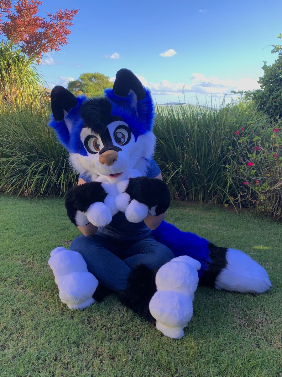 LupeSuits's tweet photo. Thene Fox says hello! 💙
*Plantigrade body not pictured. https://t.co/AhtlRvT5TQ