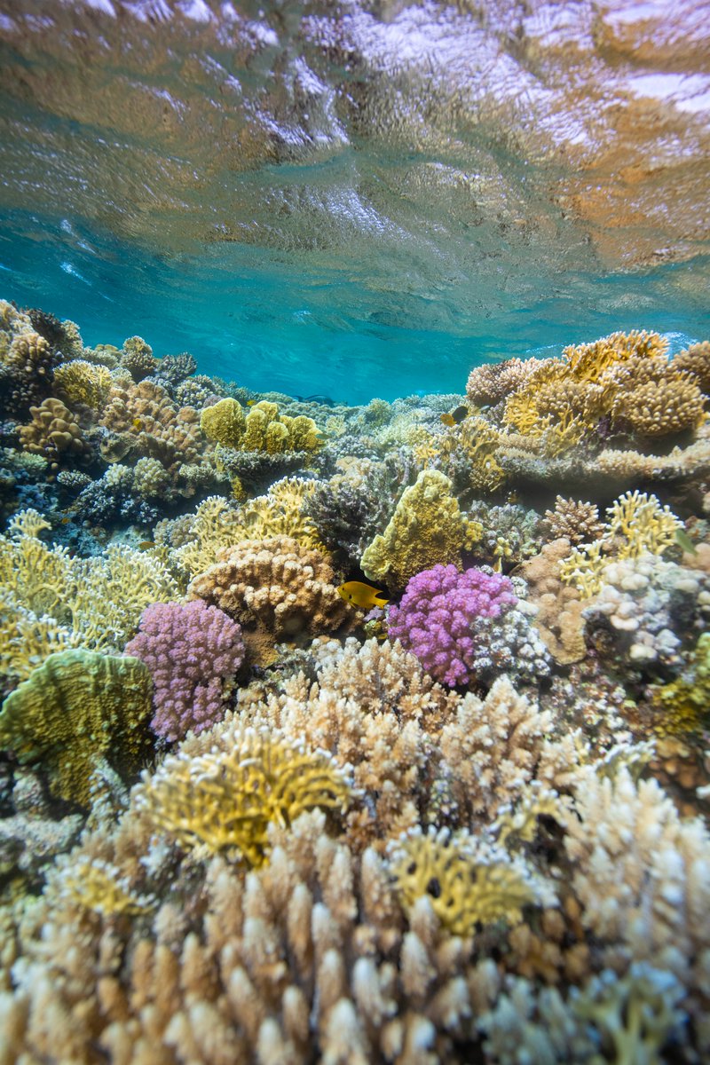 It doesn’t matter how many times you see them, a healthy coral reef will always take your breath away 🌊🪸✨