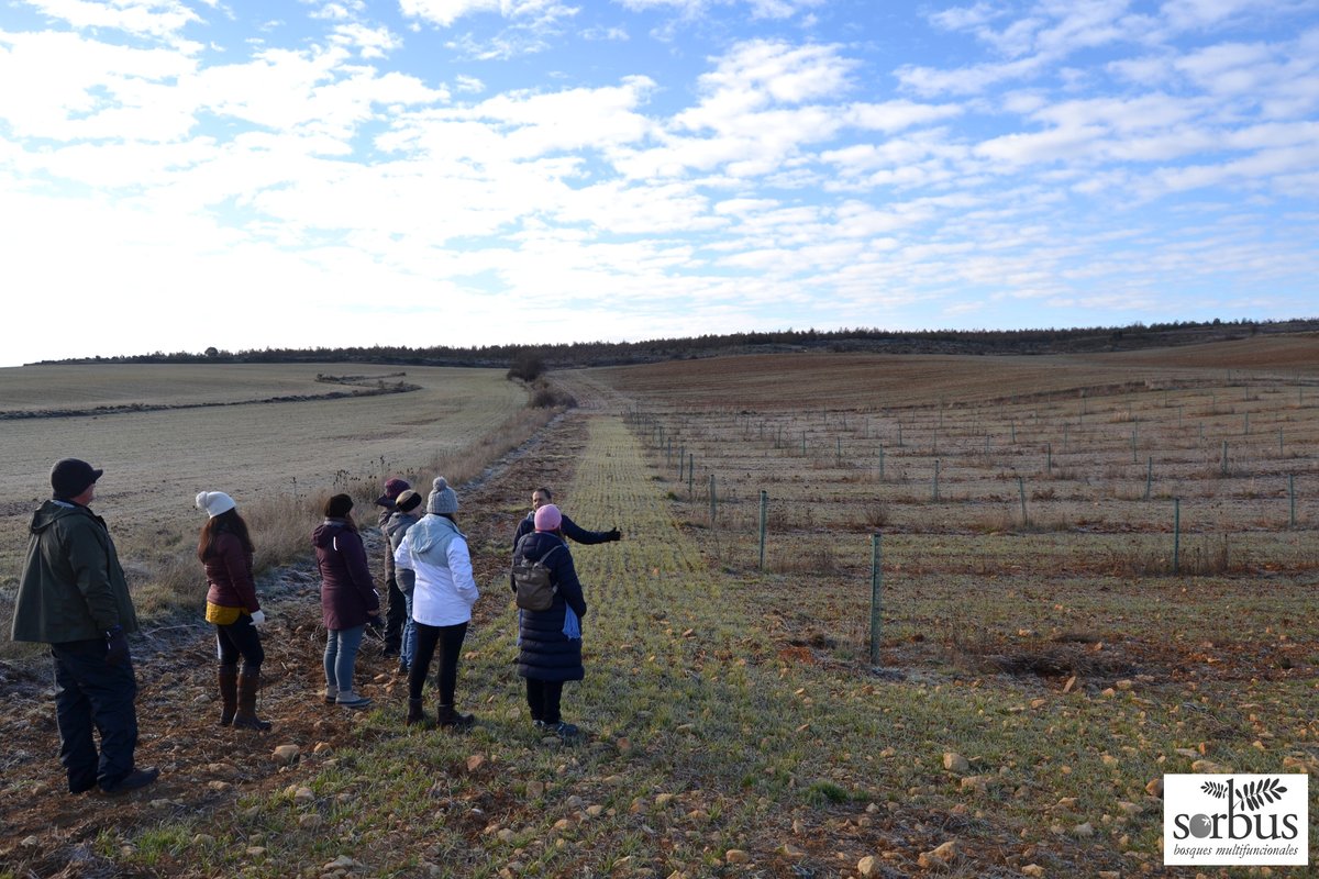 SorbusBosques's tweet photo. Arboricultores norteamericanos de visita en uno de nuestros proyectos #silvoarable del @agroforadapt en #Burgos, con Christine Fischer y @SorbusBosques https://t.co/6b9IAdkkKl