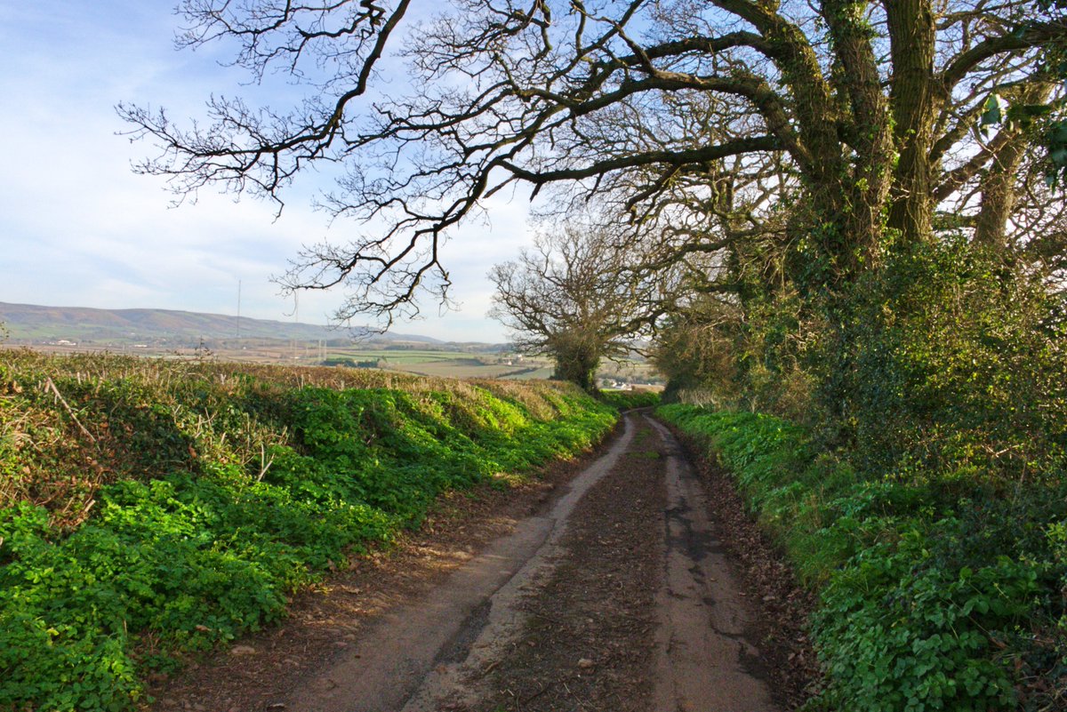 A lane with a view @LanesTree #westsomerset