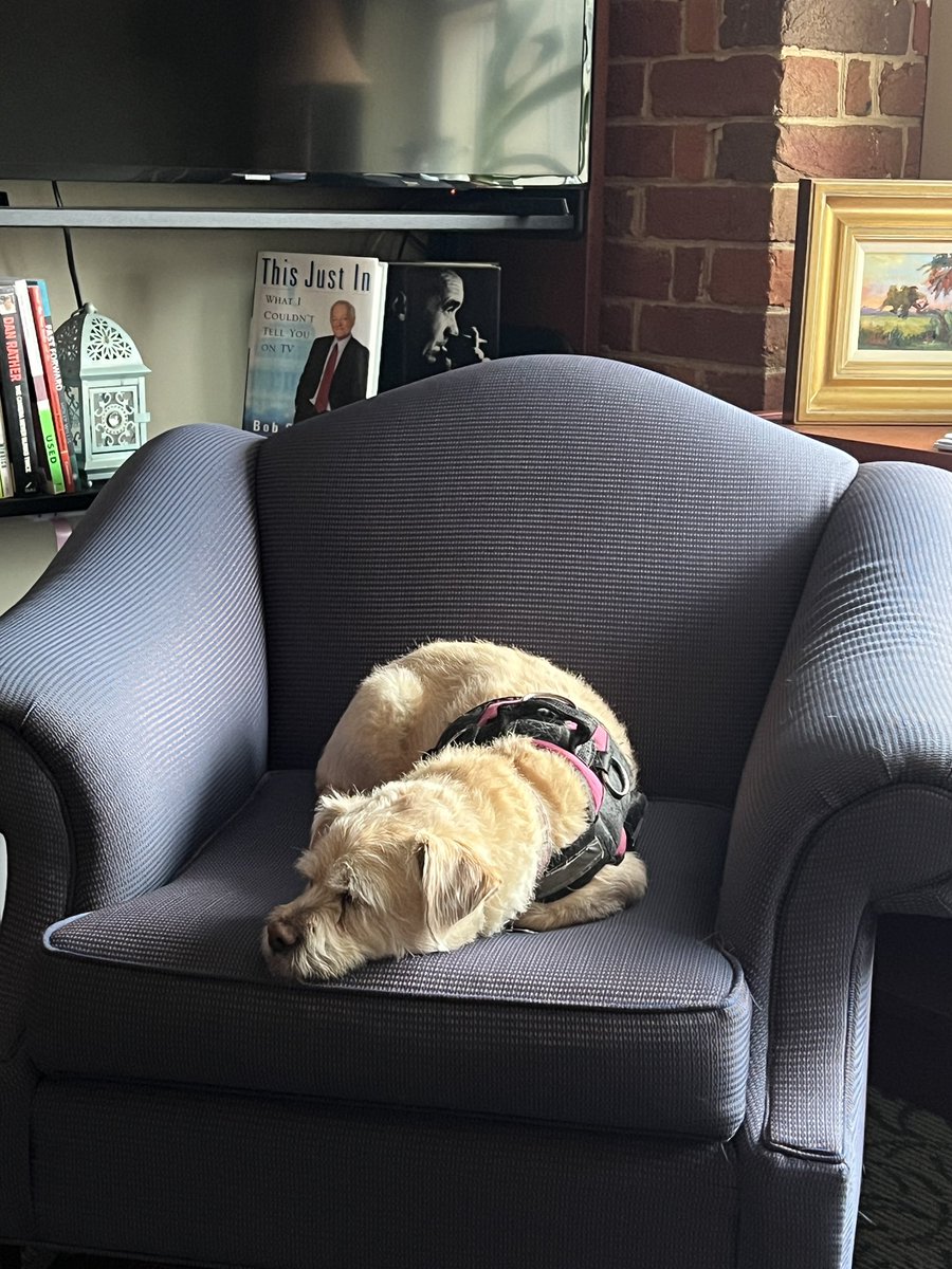 Look who came to work today. Spreading comfort and cuddles to com majors and Profs. #clyde #FUCom