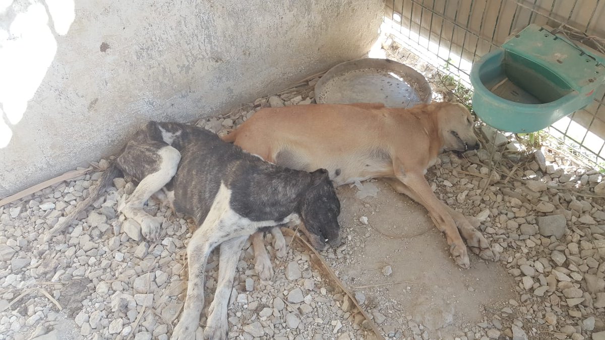 Nihal_K34's tweet photo. Samandağ barınağından dün iletilen hayvanların aç susuz, hastalıkla öldüğü bilgisi üzerine bugün Hatay'da bulunan İbb Veterinerlik ekipleri barınağa gitti.
Hasta olanlara tedavi başlatıldı. 
Bir gönüllü düzenli olarak burada kalacak. 
İki günde bir İbb ekipleri kontrol sağlayacak https://t.co/jyfpgWibsW