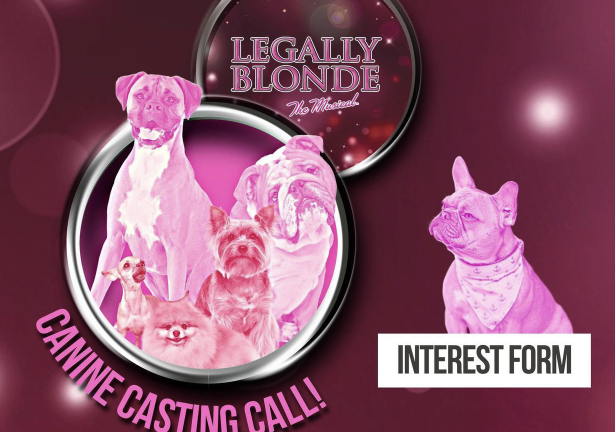 KVSCnews's tweet image. Does your dog have the desire and skill to be a bigger star than the star of your house? If so, GREAT Theatre in St. Cloud has put out a casting call for their production of Legally Blonde. #Dogcasting #GREATTheatre

kvsc.org/does-your-dog-…