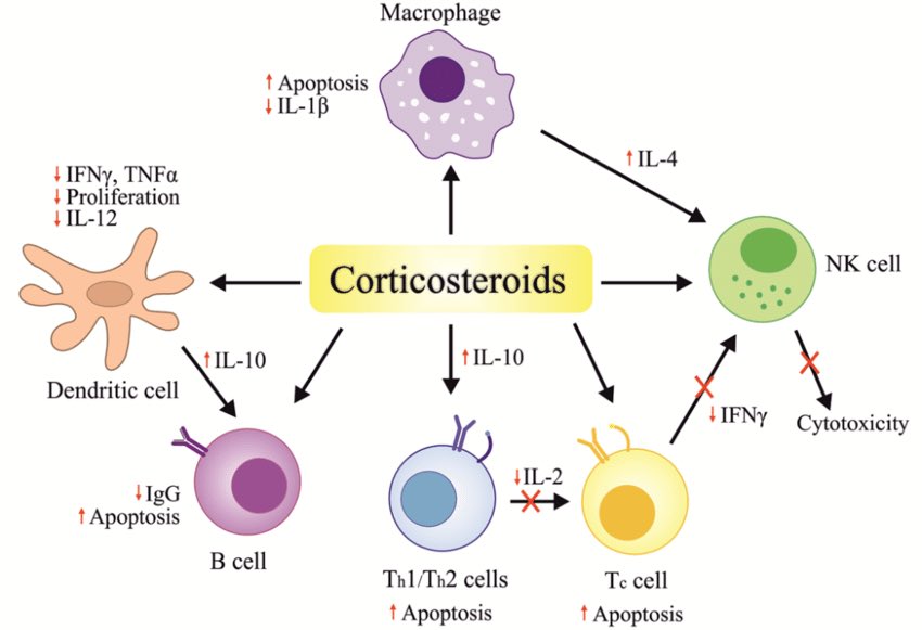 gurdeep_dulay's tweet photo. How corticosteroids impact on multiple #cytokines
Very effective but beware damaging effects https://t.co/8GjotaY9YK