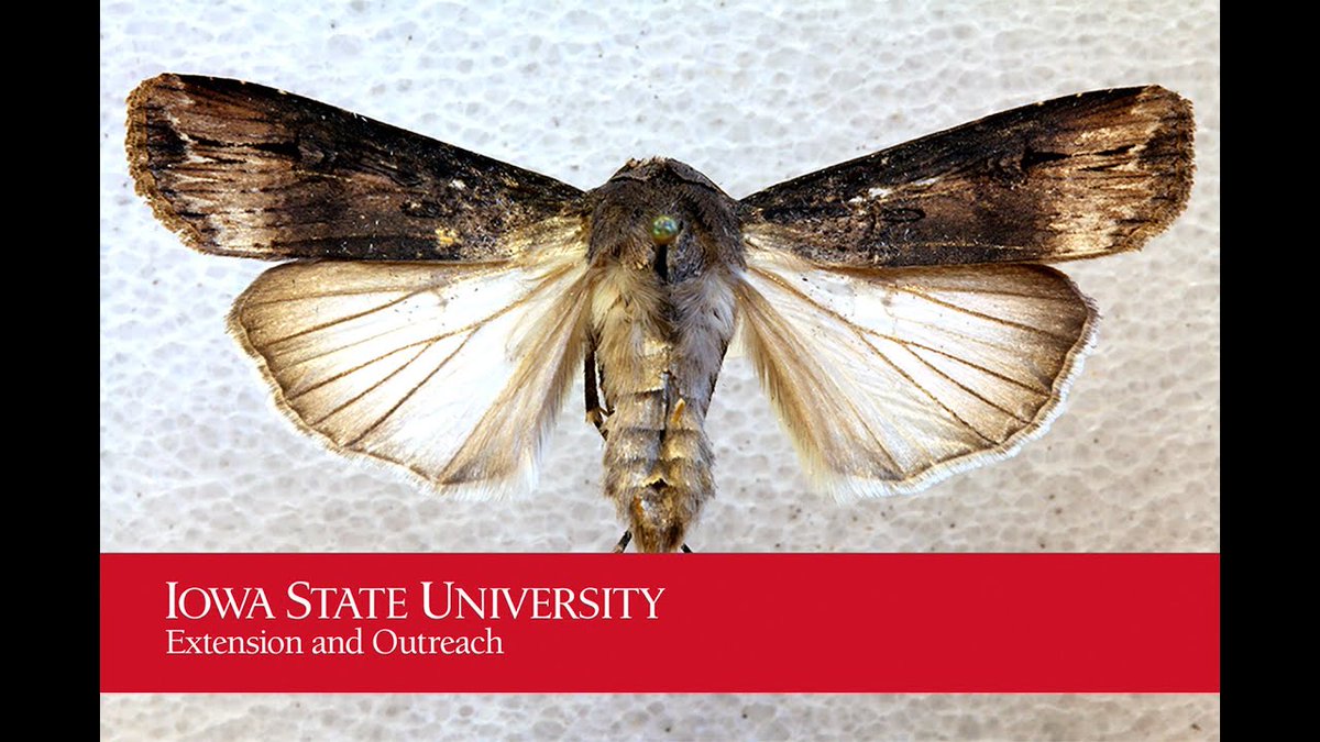 Join the Iowa Moth Trapping Network in 2023 dlvr.it/SjT8DT