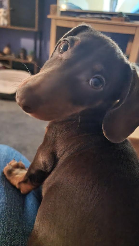 lovelybird66's tweet photo. My little baby https://t.co/cHbNlYRFfO