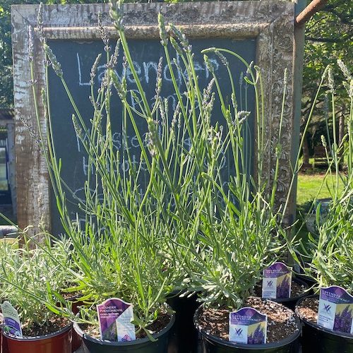 Pre-Order Your Lavender Plants Now 💜 - mailchi.mp/madlavenderfar…