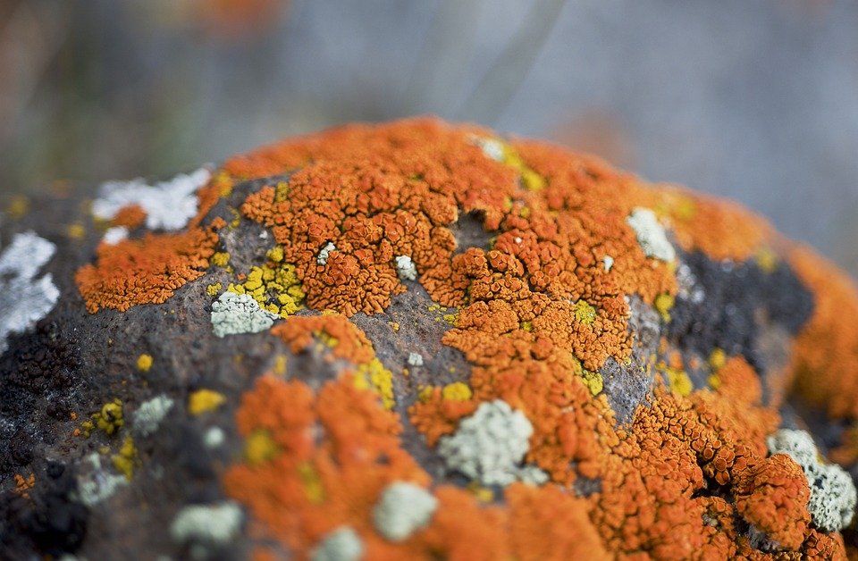 UK Fungus Day tweet media