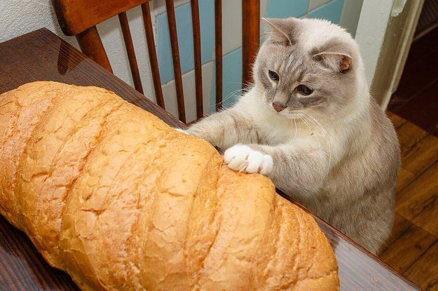 UNLIMITED BREAD: youtube.com/watch?v=c8E30a…