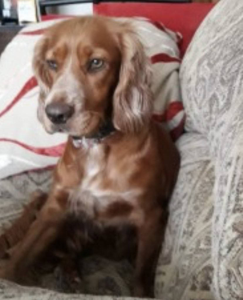 rosieDoc2's tweet photo. #SpanielHour
HONEY #Stolen on a lovely walk
#RabbitIngs #CountryPark #ROYSTON
2/12/18 4.30pm
Wearing a red & grey collar
HOW WAS AROUND THAT DAY? WHO PICKED HONEY UP?
HONEY NEEDED REGULAR VET TREATMENTโฆ.did u take her to vets?
chipped..NEVER SCANNED
https://t.co/eIaGZ5flaX https://t.co/PPKtAZaJ7d