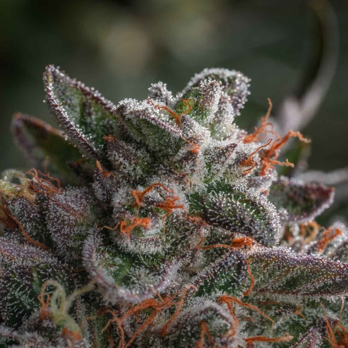 It’s called Black Apple Hitchcock for a reason! LOT 23015A100181DA is POPPIN’ with 3.86% terps, including 1.66% farnesene for that distinct apple flavour! 

Get it in 7g wherever you purchase your BC fire!